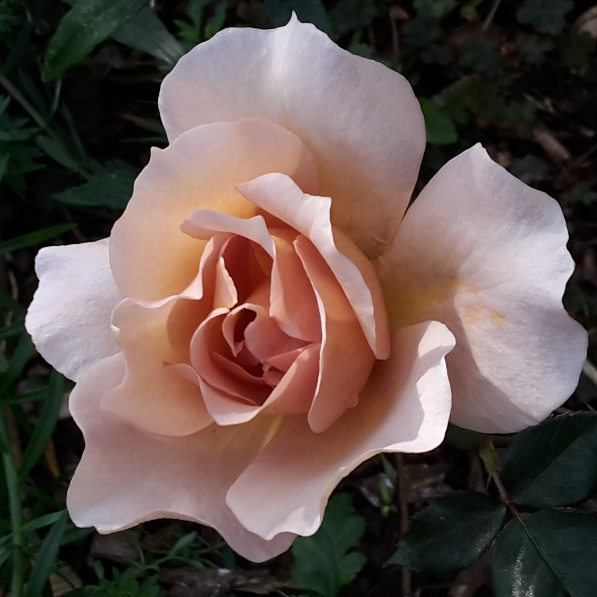 Julias Rose – Bild 2