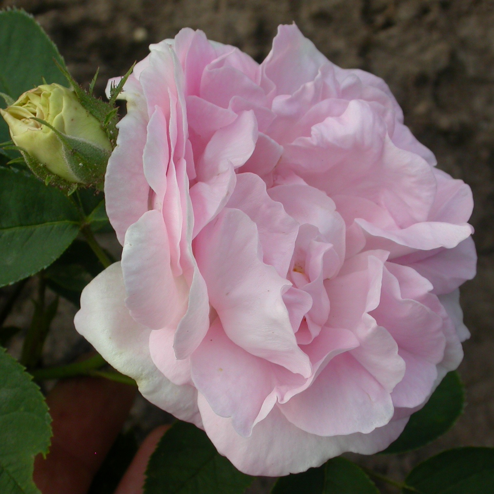 Kindergartenrose