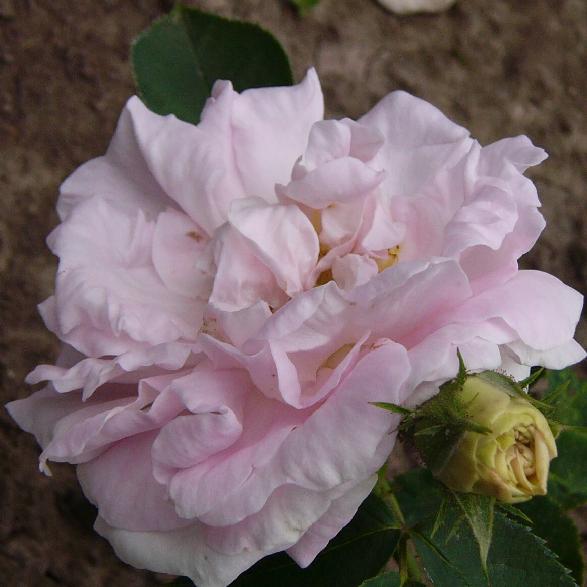 Kindergartenrose – Bild 2