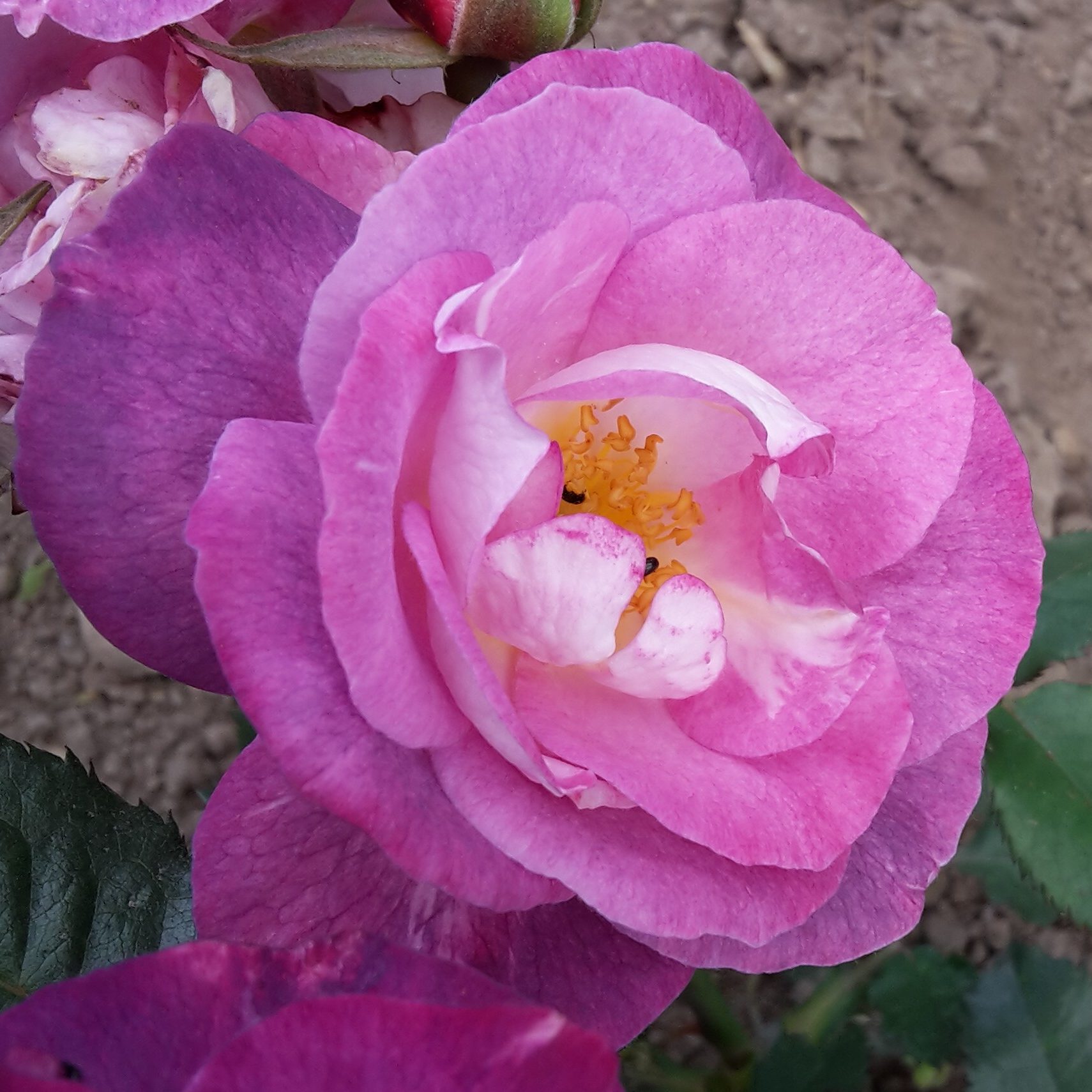L´Aquarelle Violette