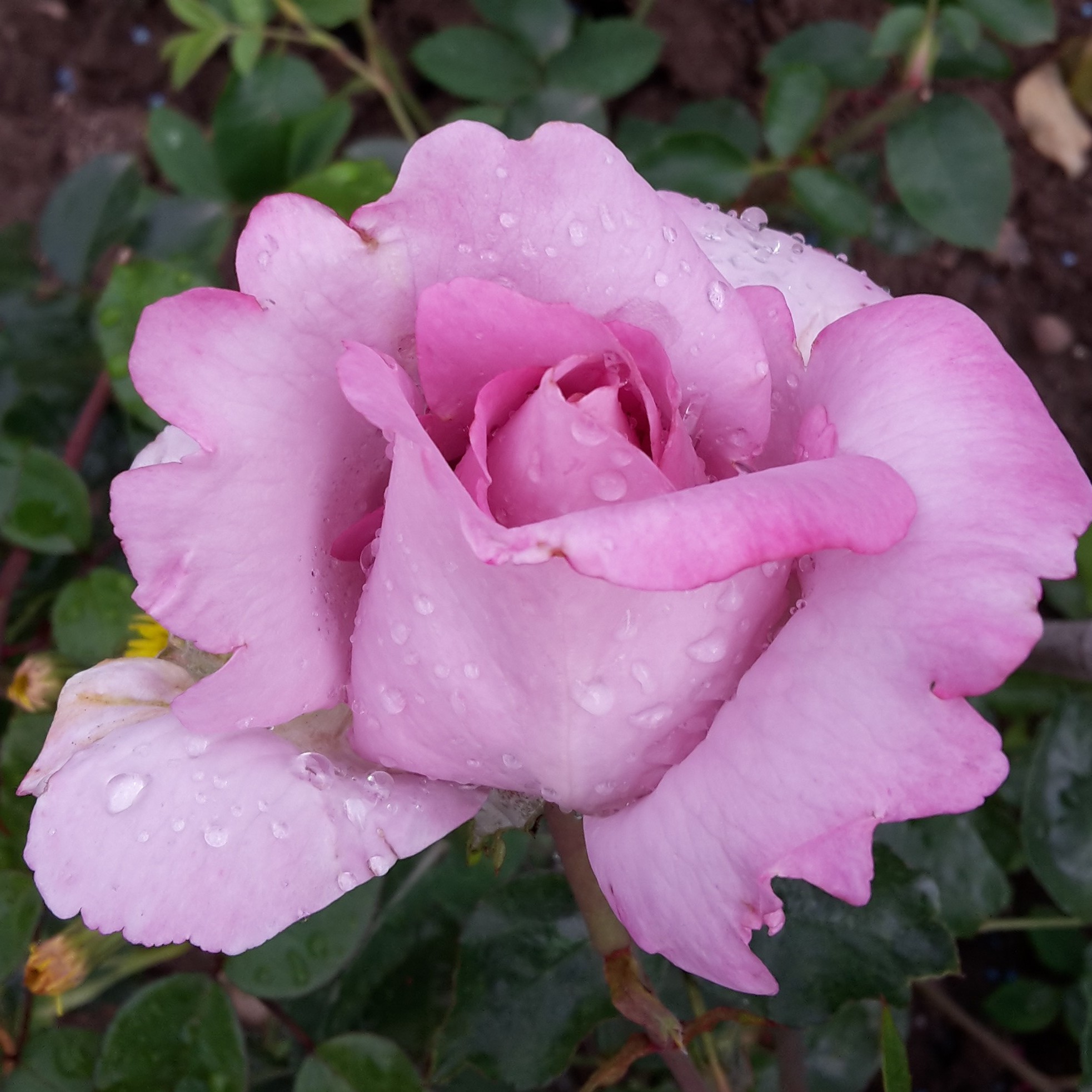 La Rose du Petit Prince – Bild 2