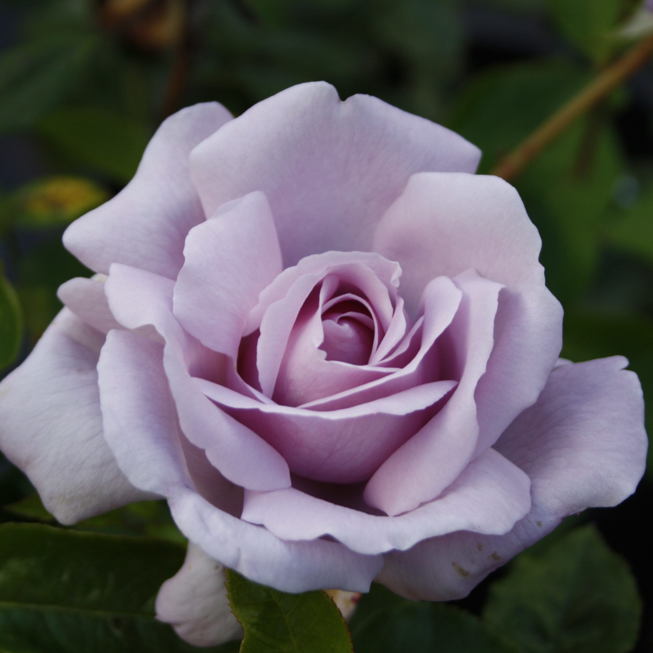 La Rose du Petit Prince