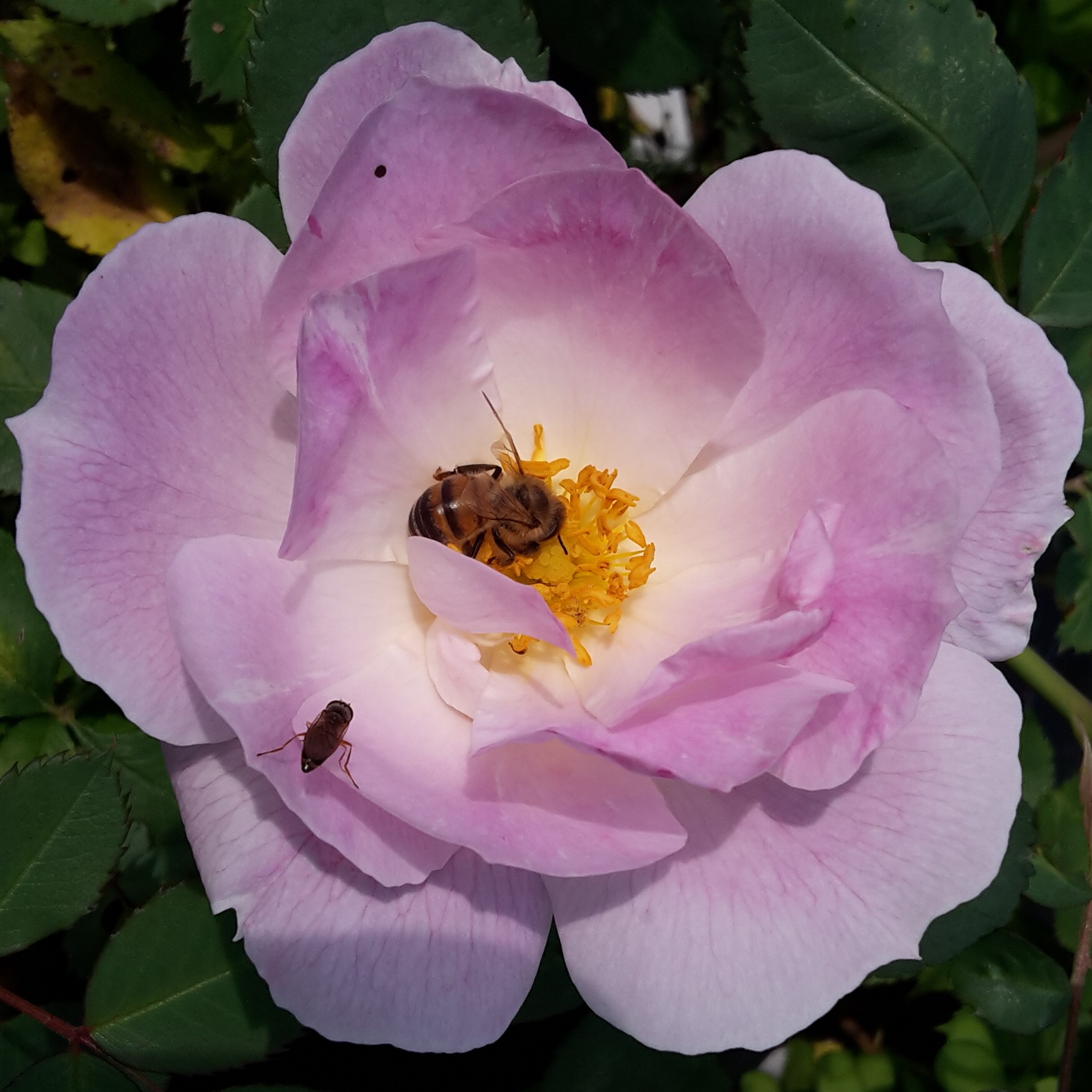 Lilac Blush – Bild 7