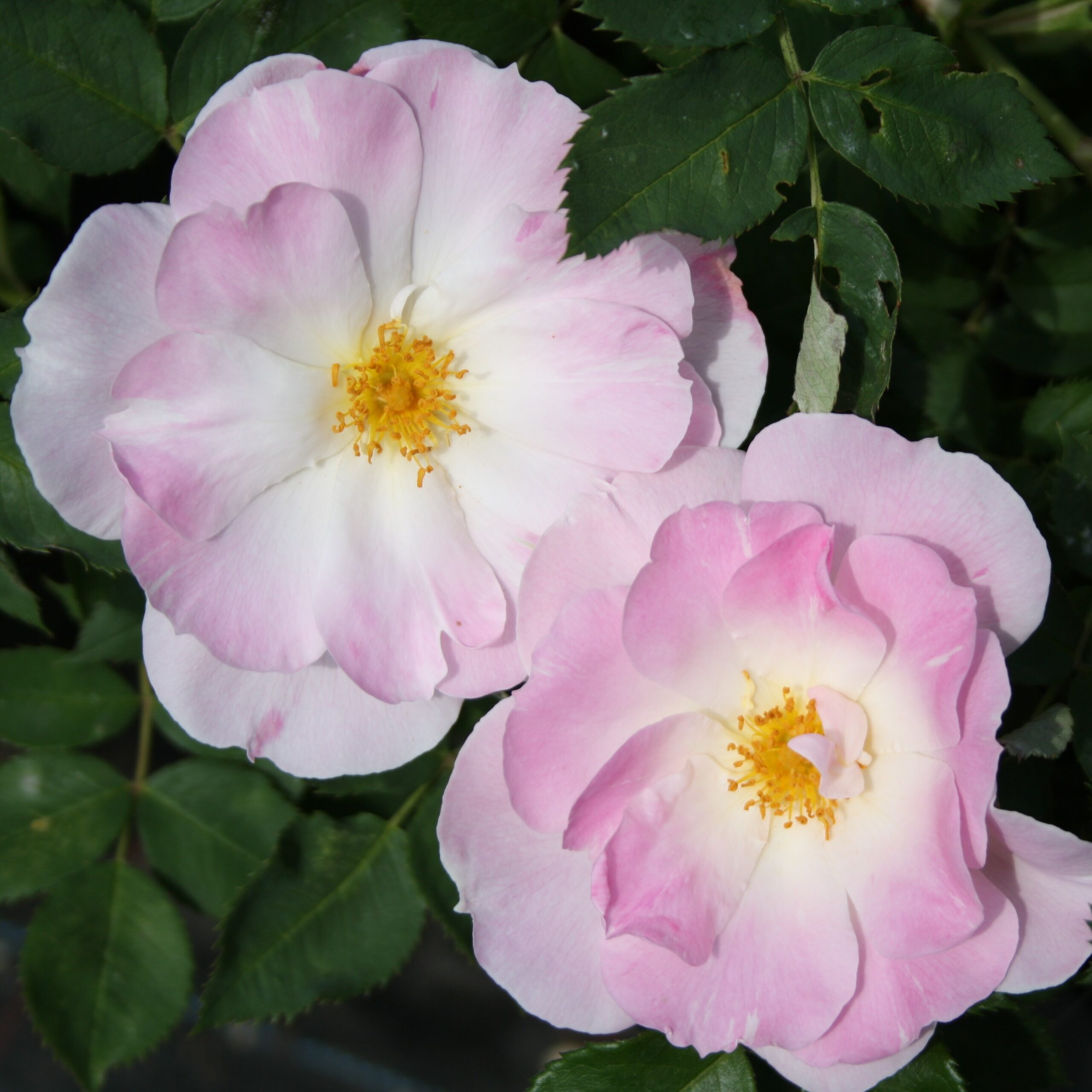 Lilac Blush – Bild 6