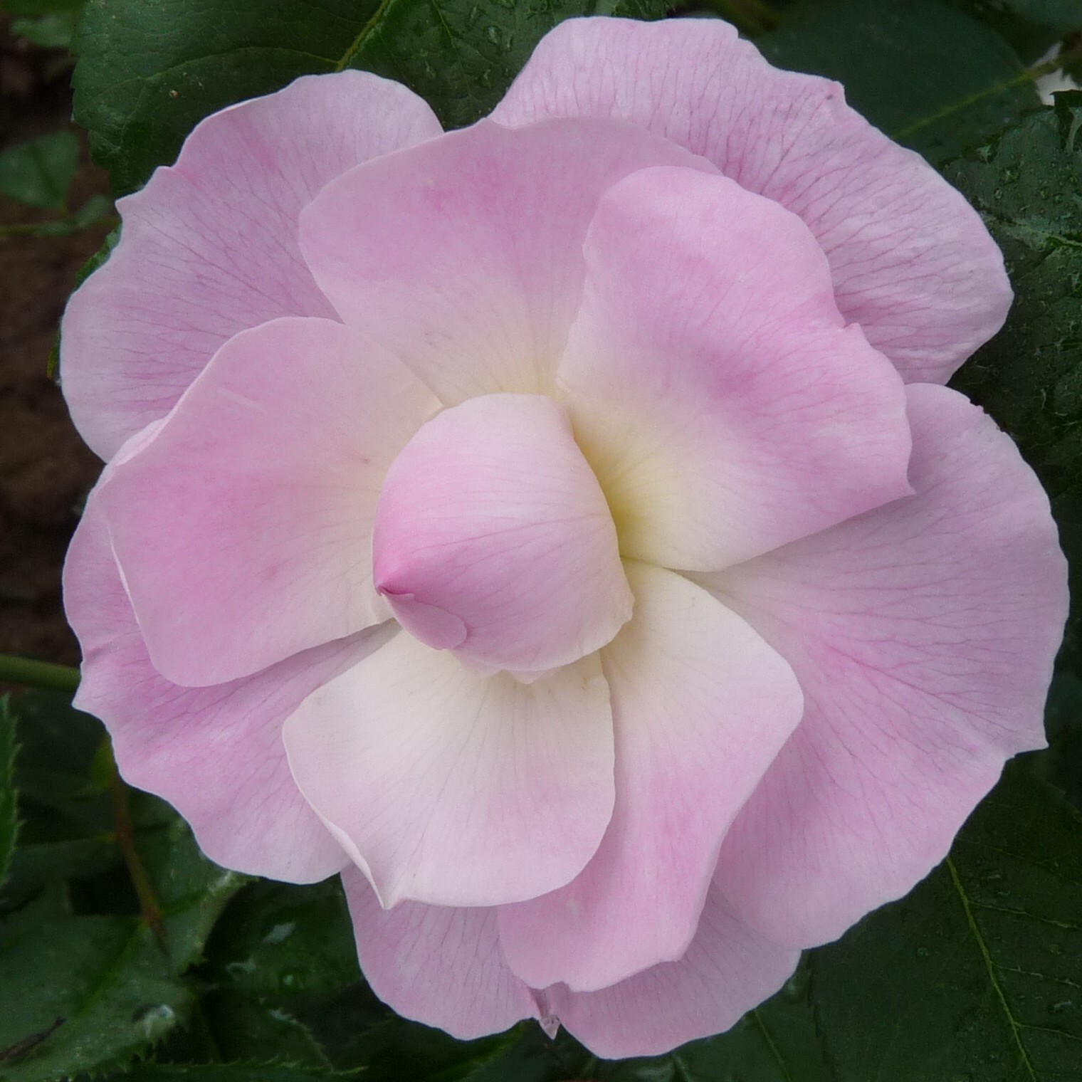 Lilac Blush