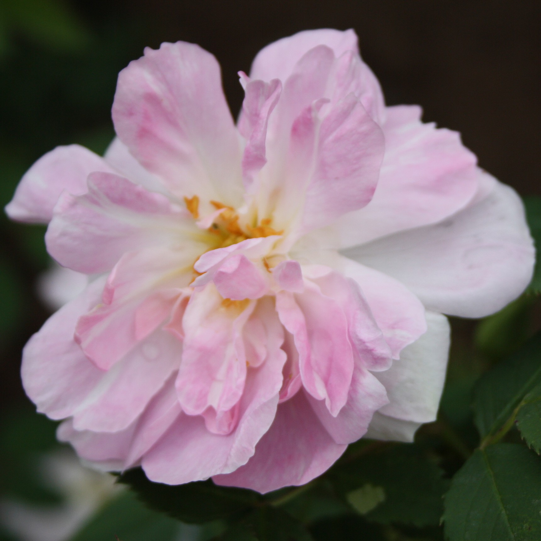 Lilac Blush – Bild 5