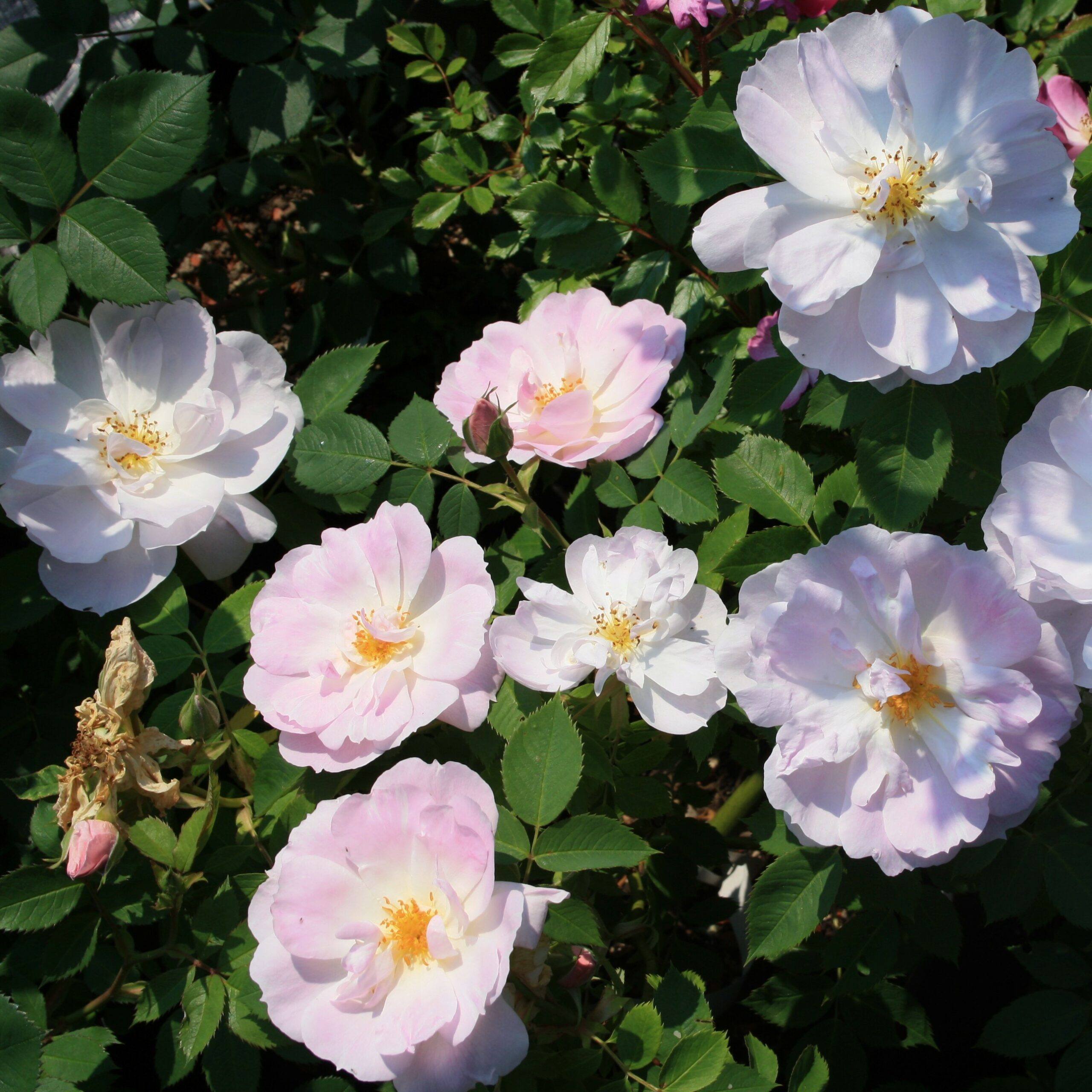 Lilac Blush – Bild 4