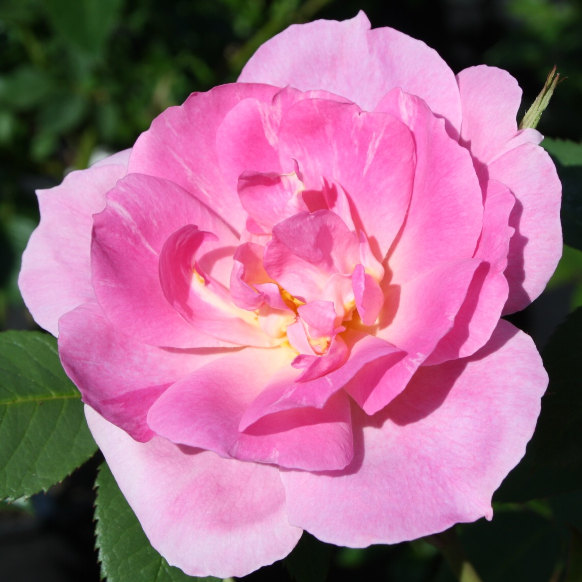 Lilac Blush – Bild 3