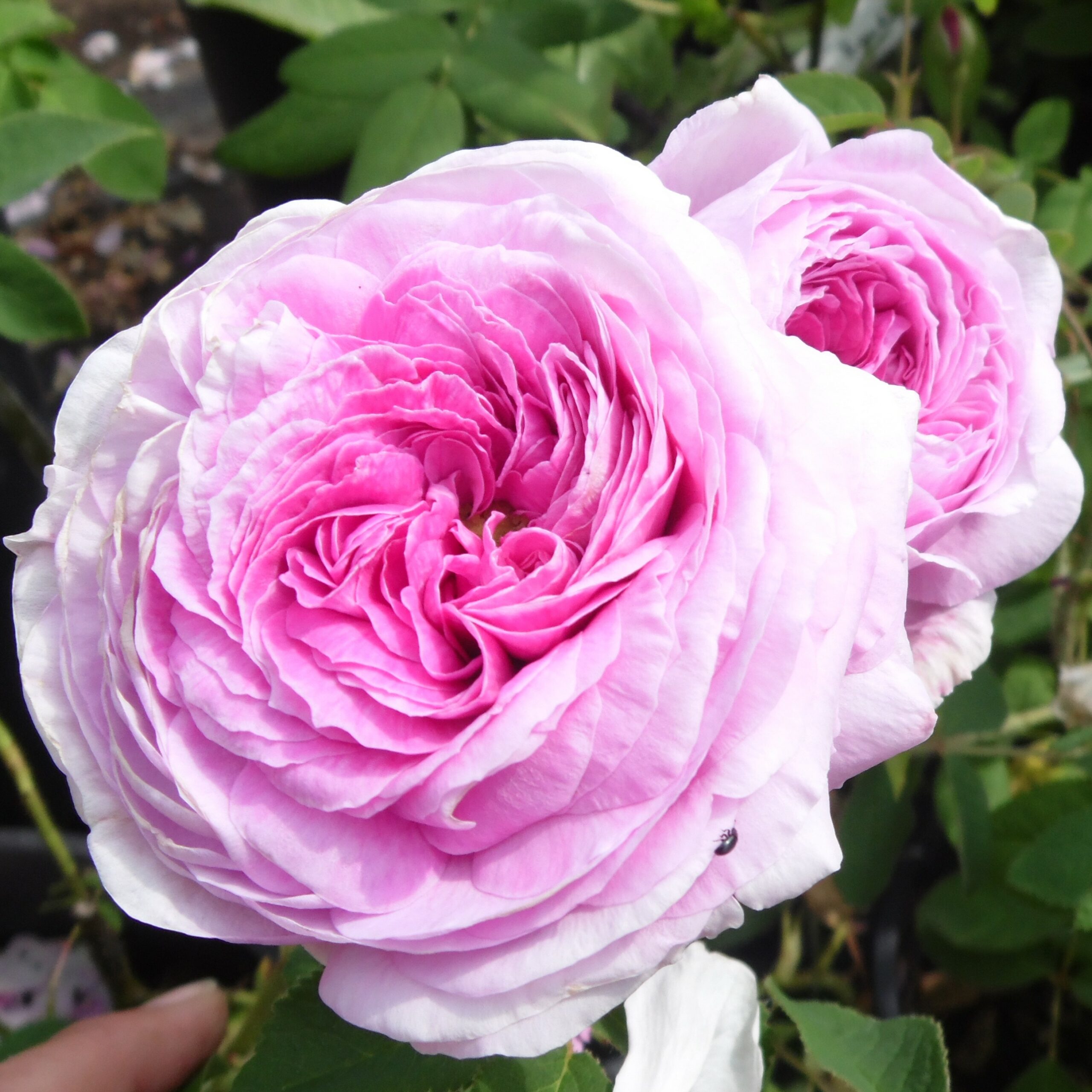 falsche Maidens Blush Beatrice