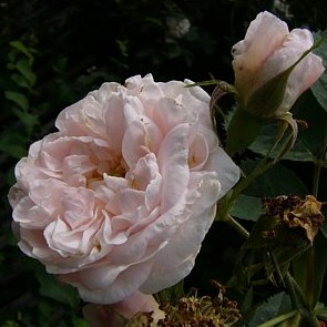 Maidens Blush Jühnde