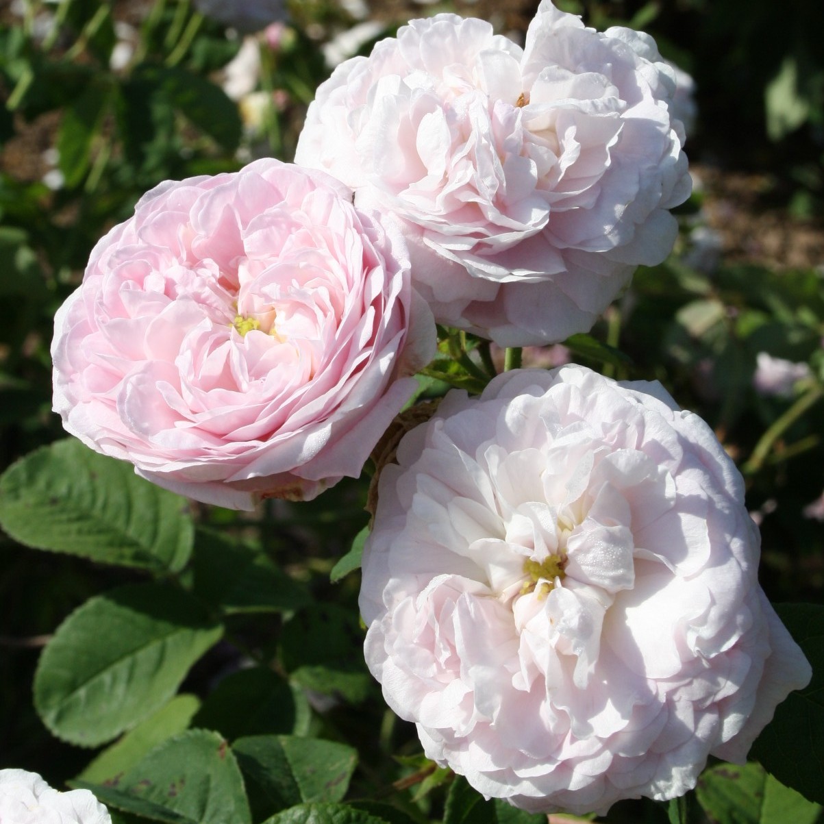 Maidens Blush Turowsky