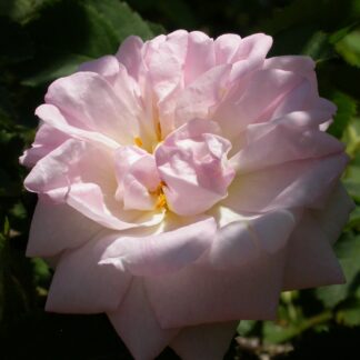 Mannings Blush