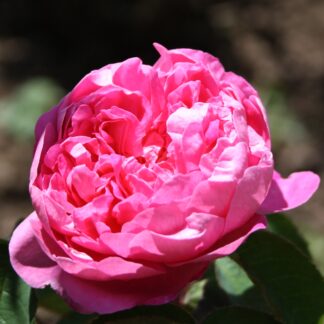 Marie de Blois