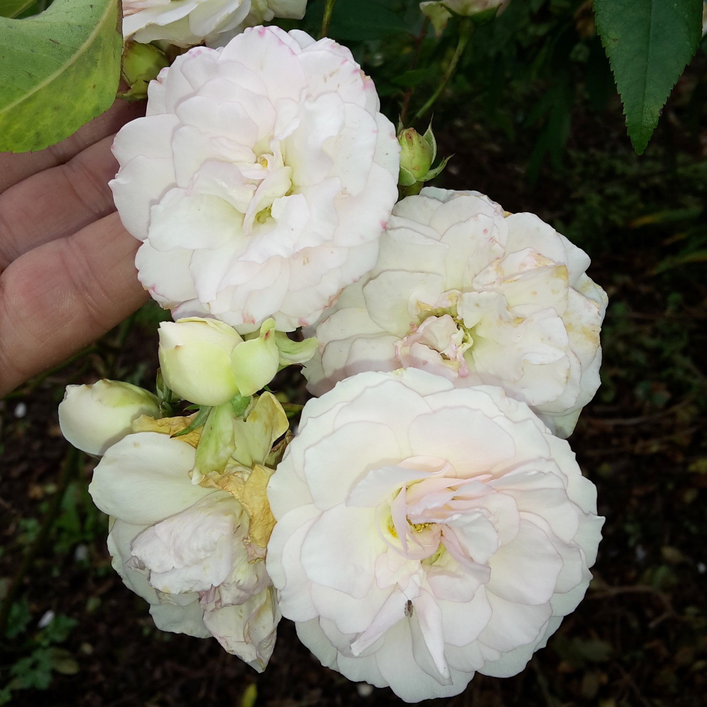Marie Jeanne – Bild 2