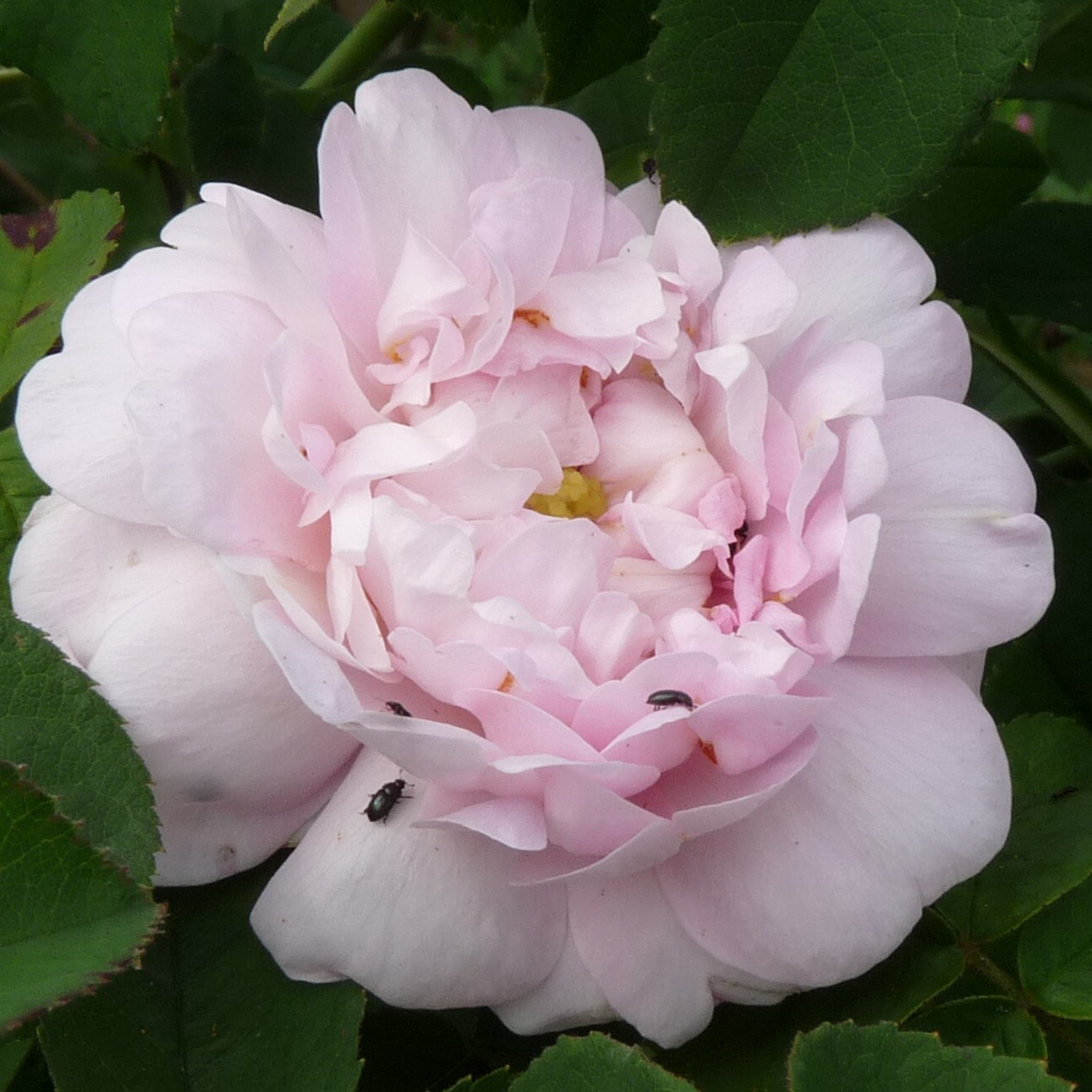 falsche Maidens Blush Beatrice – Bild 2