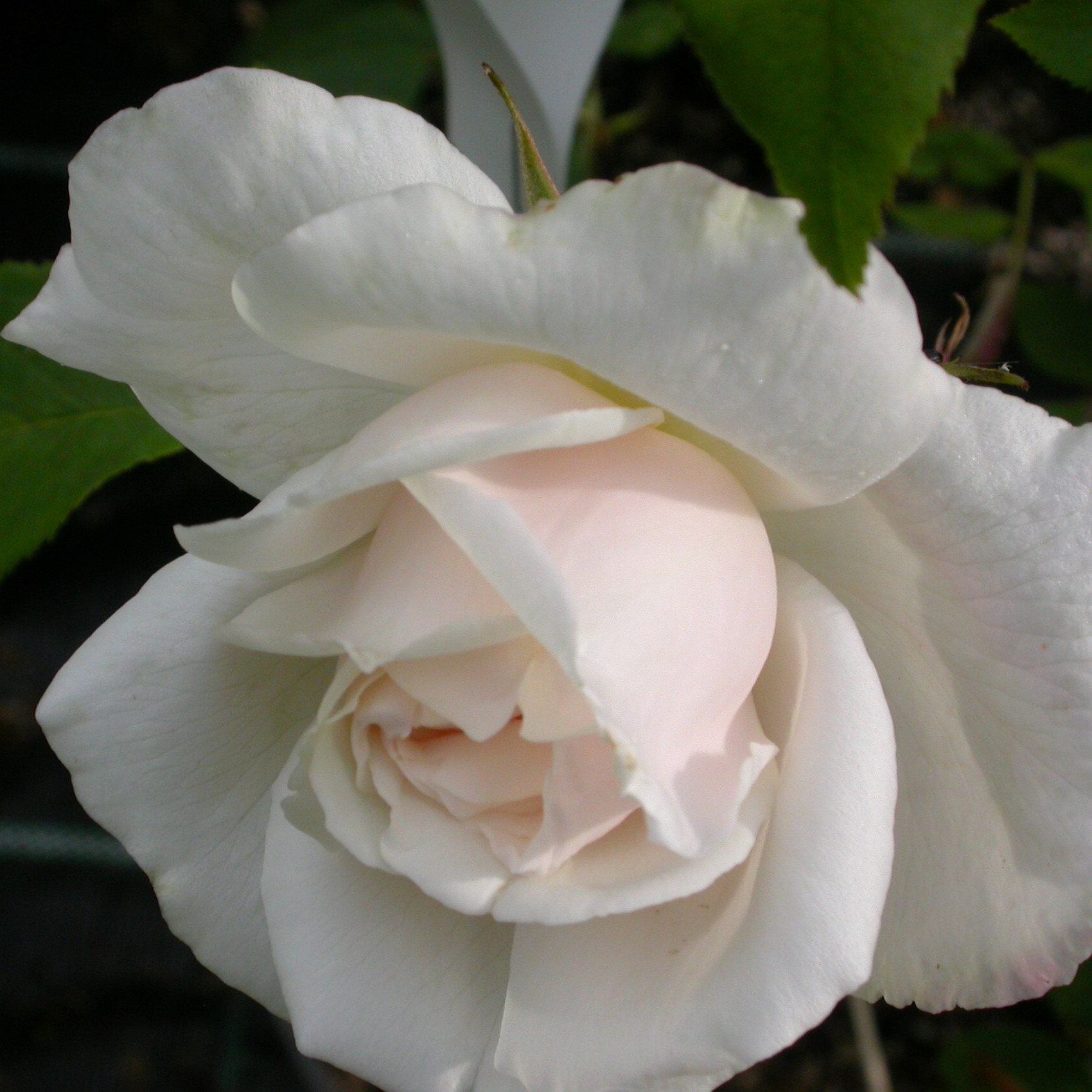 Mme Alfred Carriere
