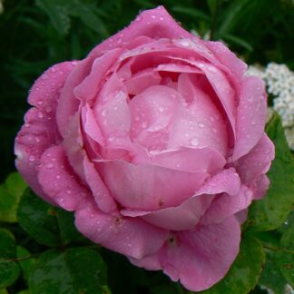 Mme Louis Ricard