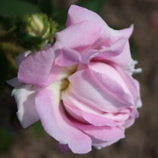 Moosrose Mille