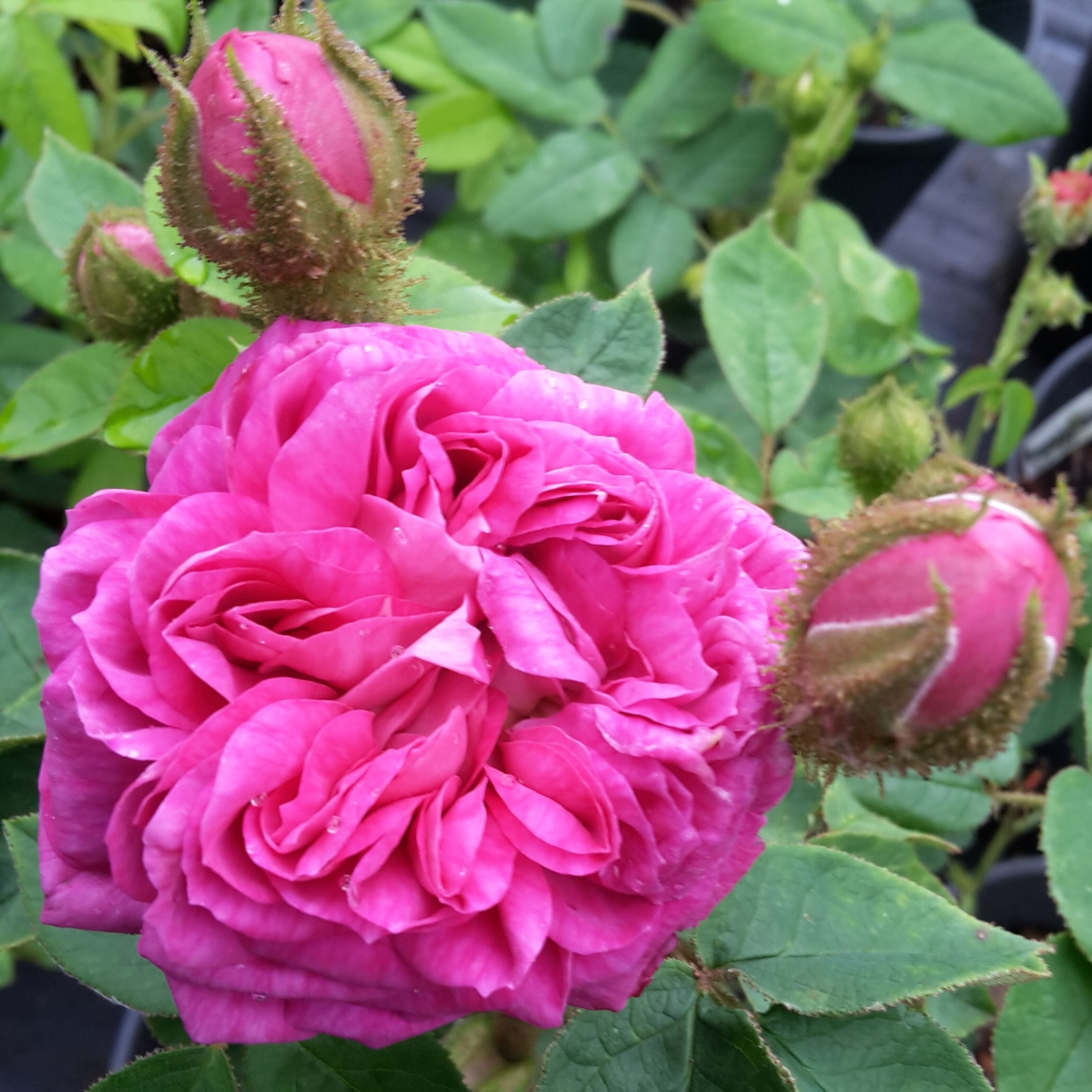 Moosrose Oldenburg – Bild 2