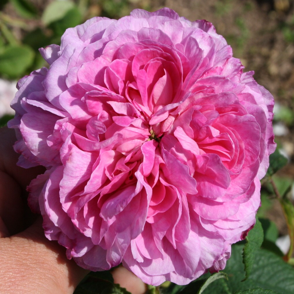 Nouvelle Pivoine – Bild 4
