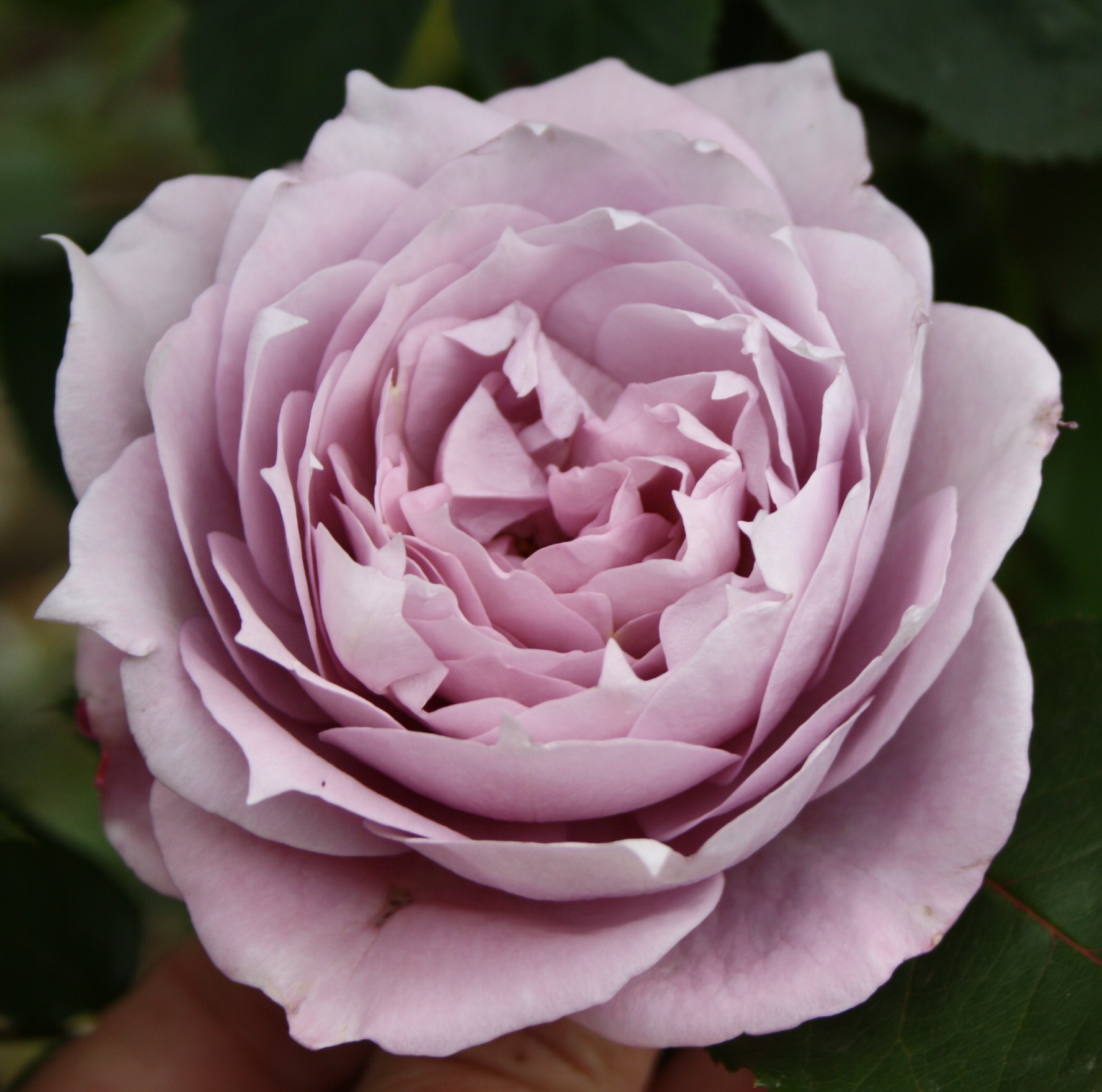 Novalis – Bild 2