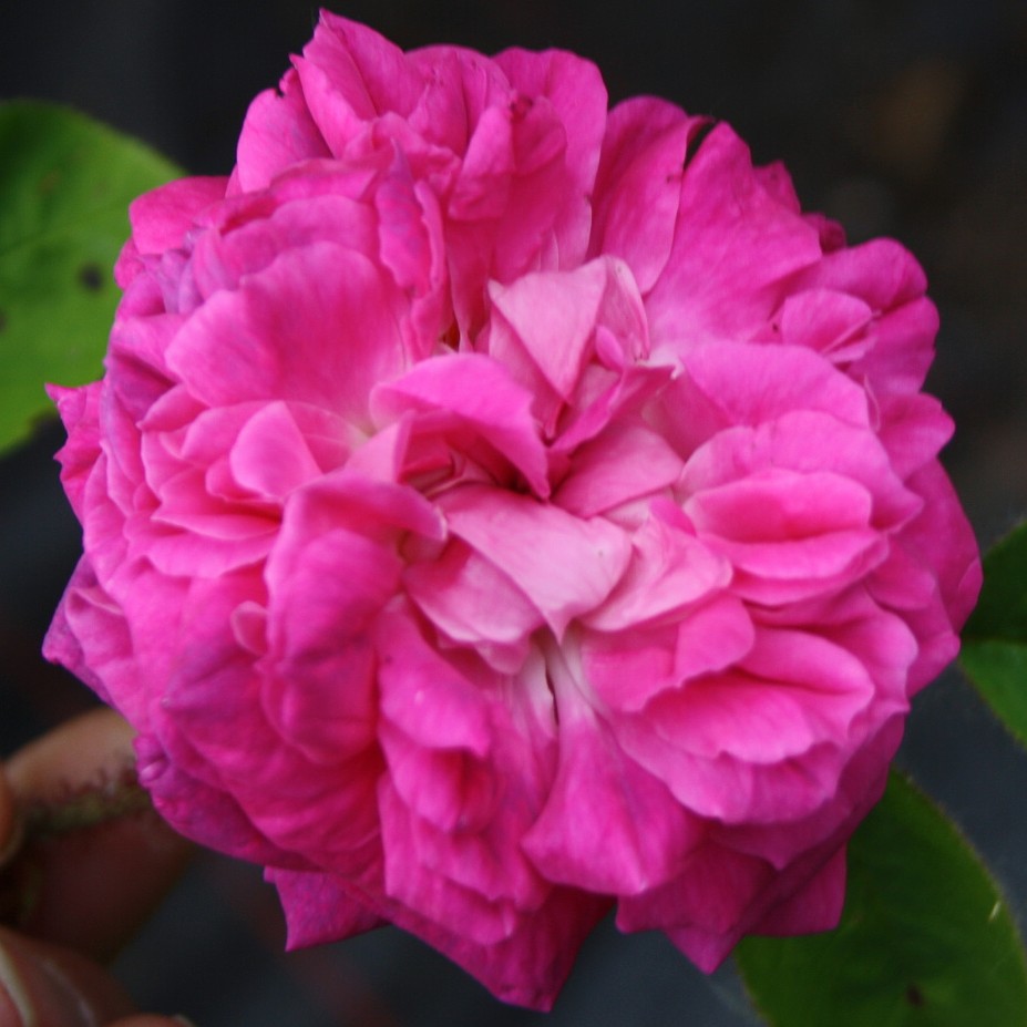Moosrose Oldenburg