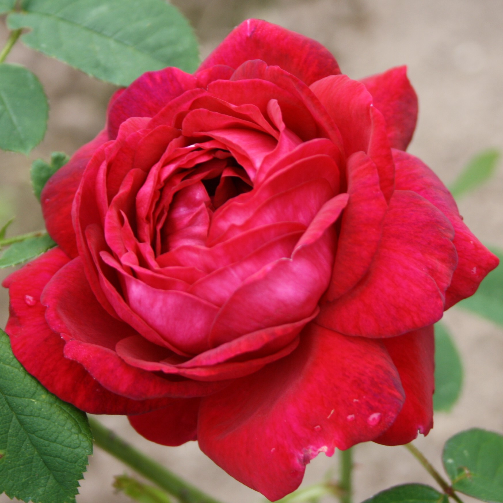 Päonienrose SGH 2:33