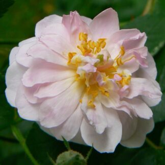 Paul´s Himalayan Musk