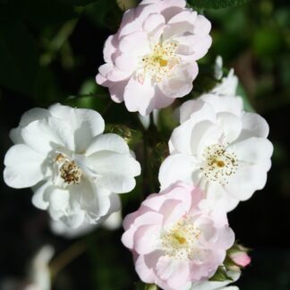 Perennial Blush
