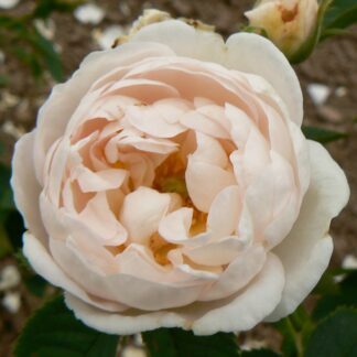 Pompon Blanc Parfait Sangerhausen
