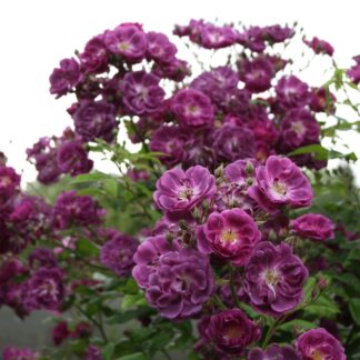 Purple Skyliner