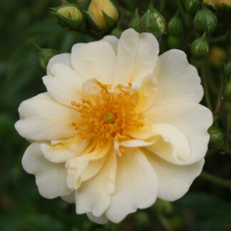Rosa helenae Sämling
