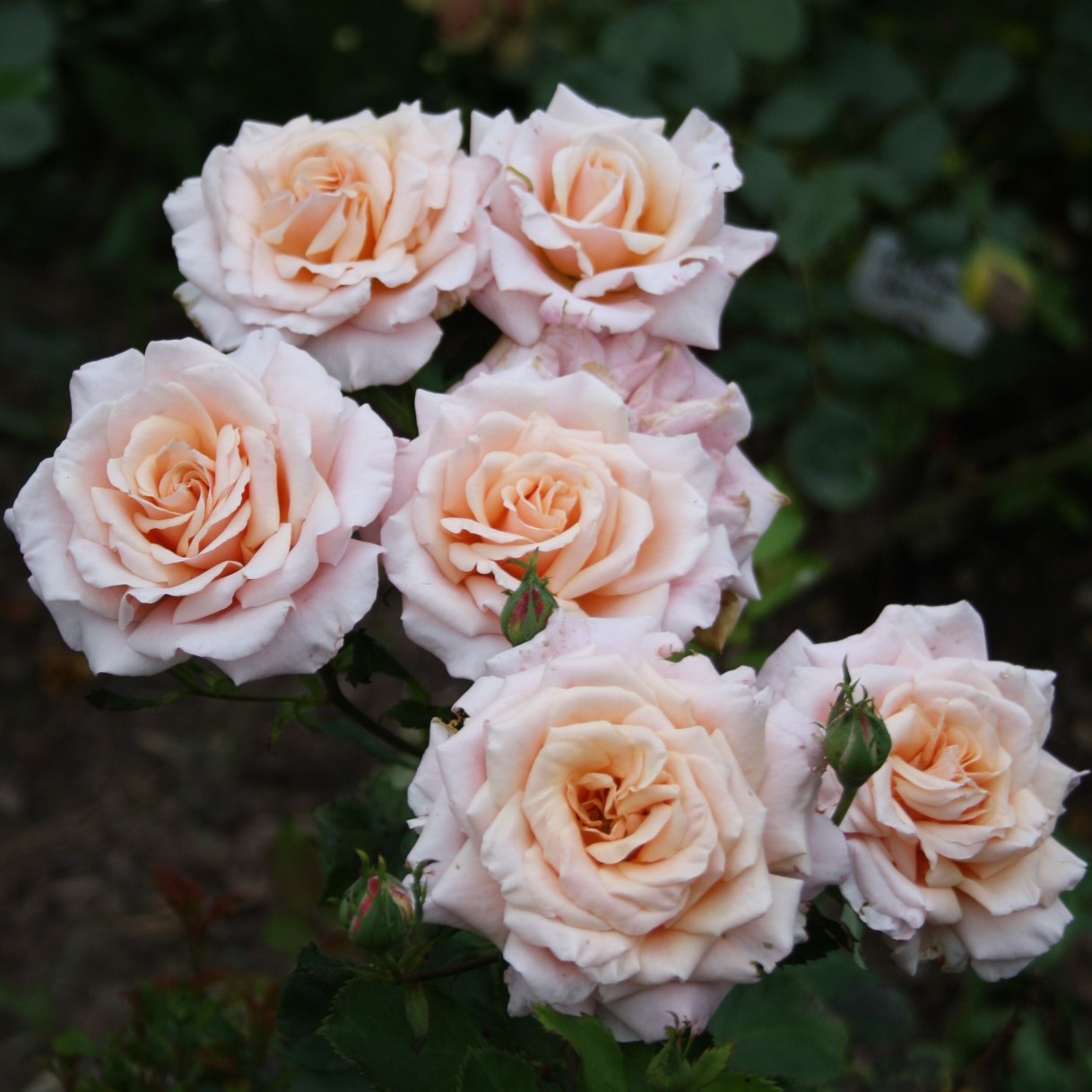 Reve Apricot – Bild 2