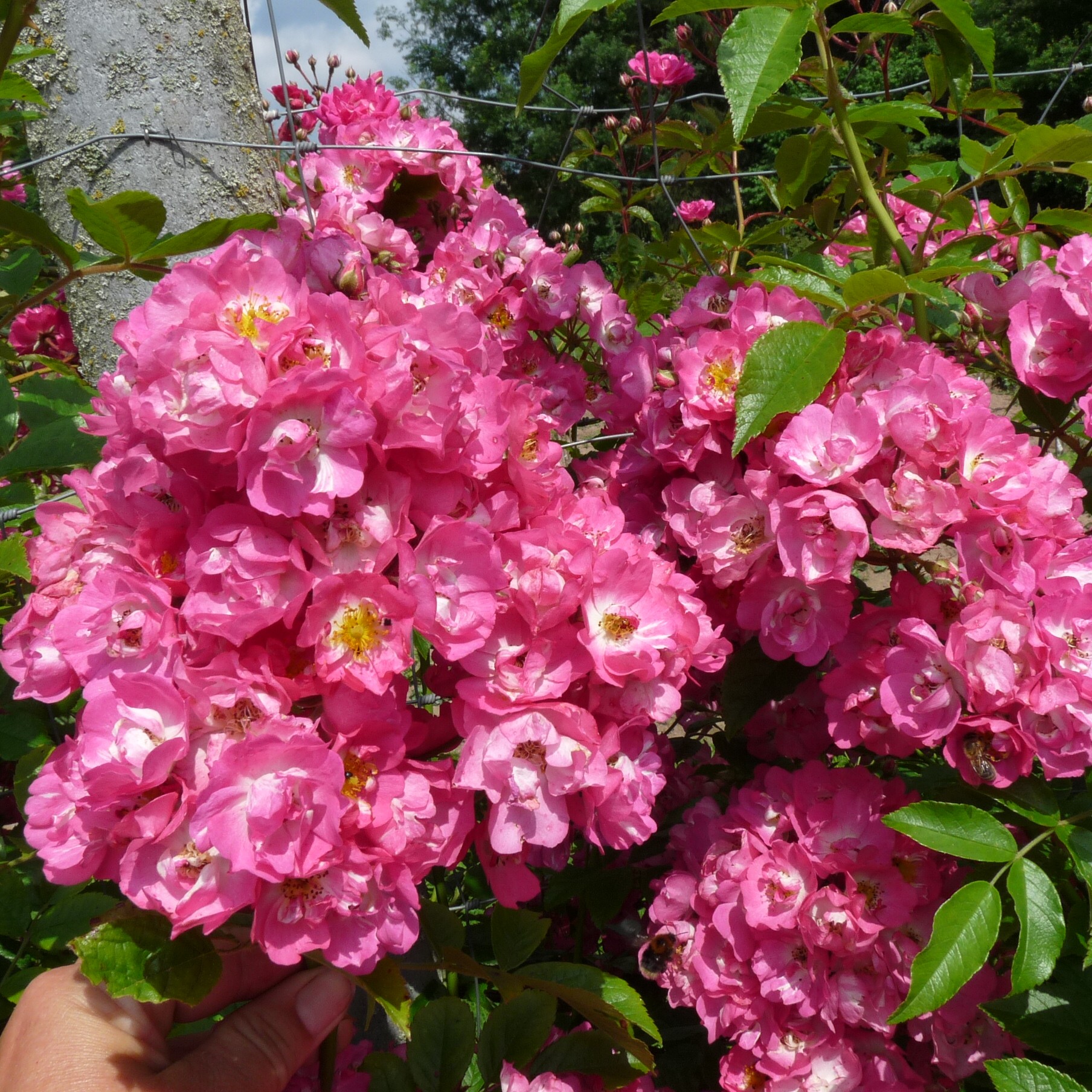 Rockin´ Pink