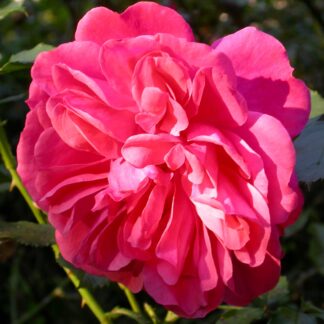 Rosarium Uetersen