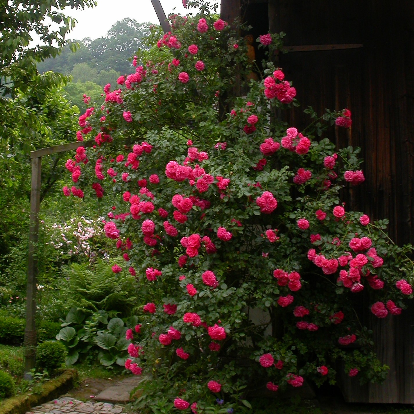 Rosarium Uetersen – Bild 3