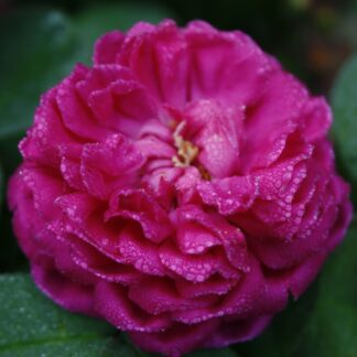 Rose de Resht