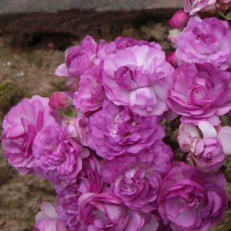 Rose Marie Viaud