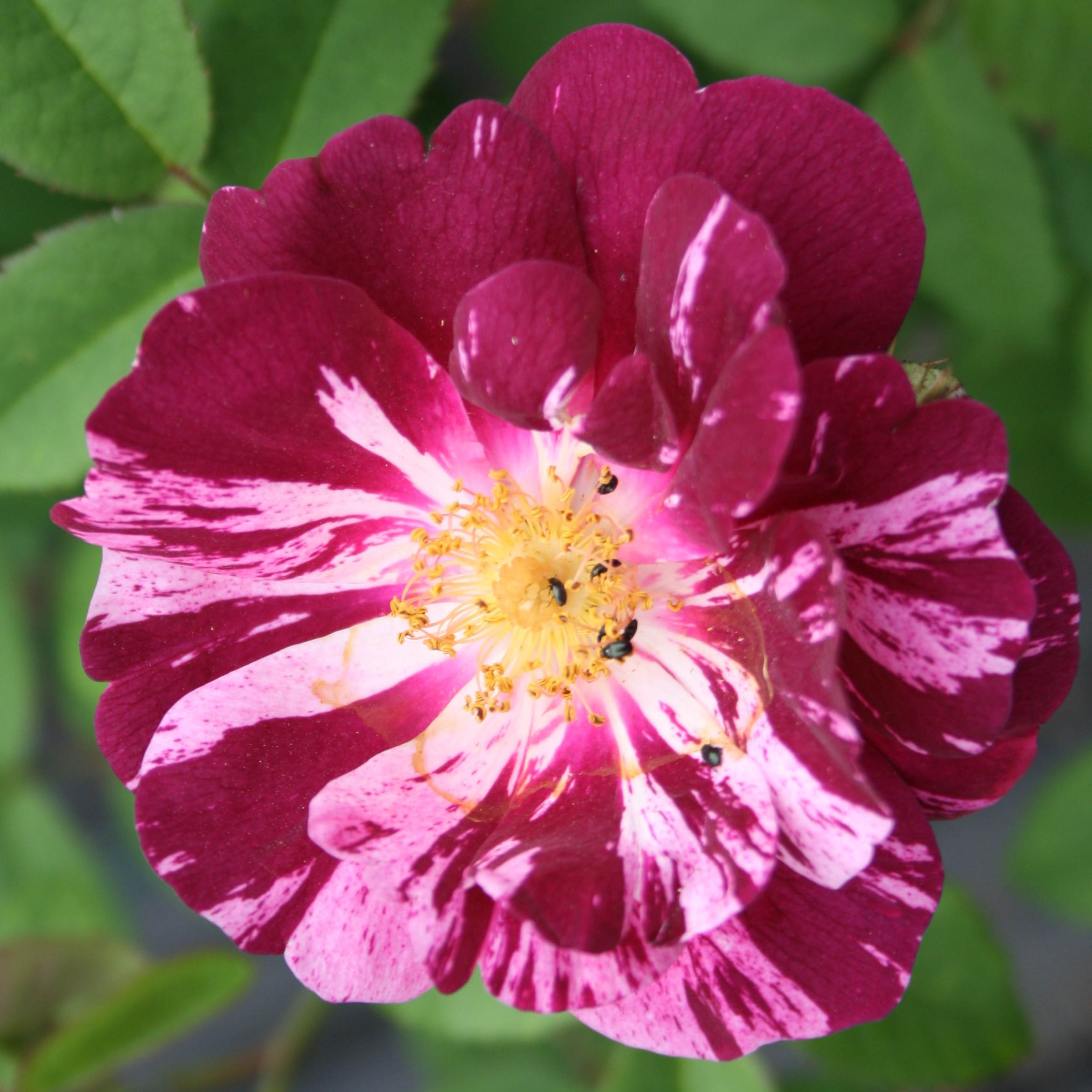 Roseraie de Commer – Bild 9
