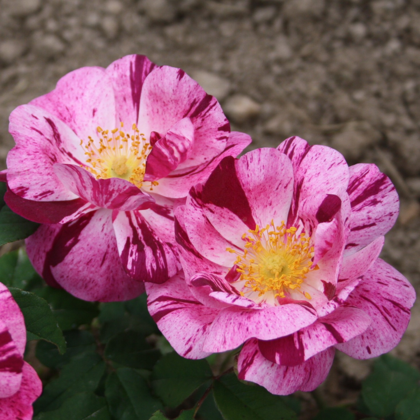 Roseraie de Commer – Bild 2