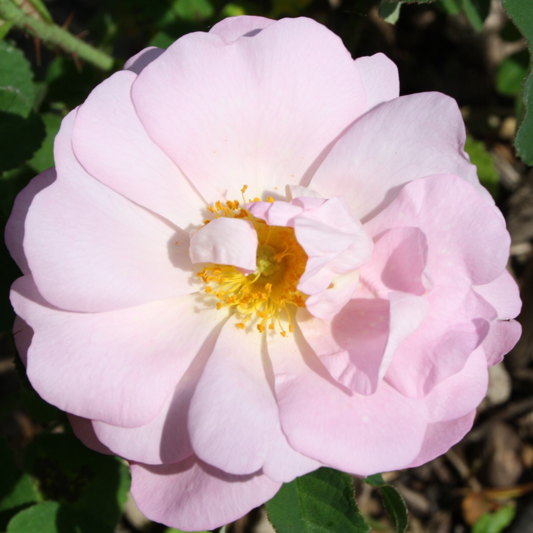 Roswitha von Gandersheim – Bild 3