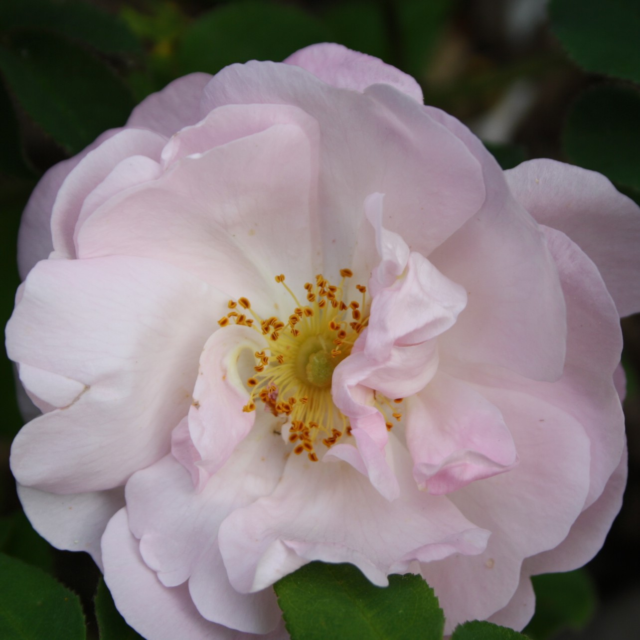 Roswitha von Gandersheim – Bild 2