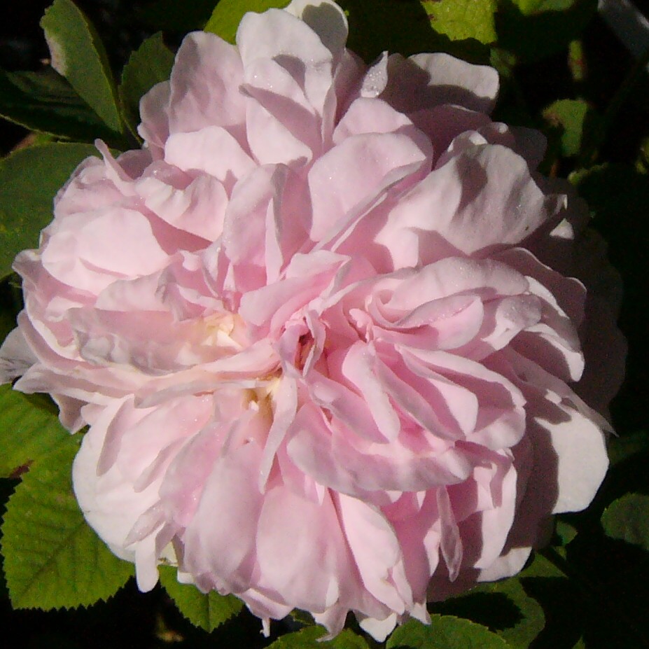 Schöne aus Angeln – Bild 2