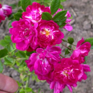 Super Excelsa