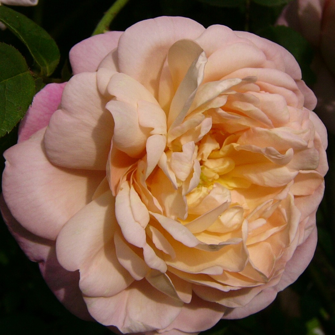 Tender Blush