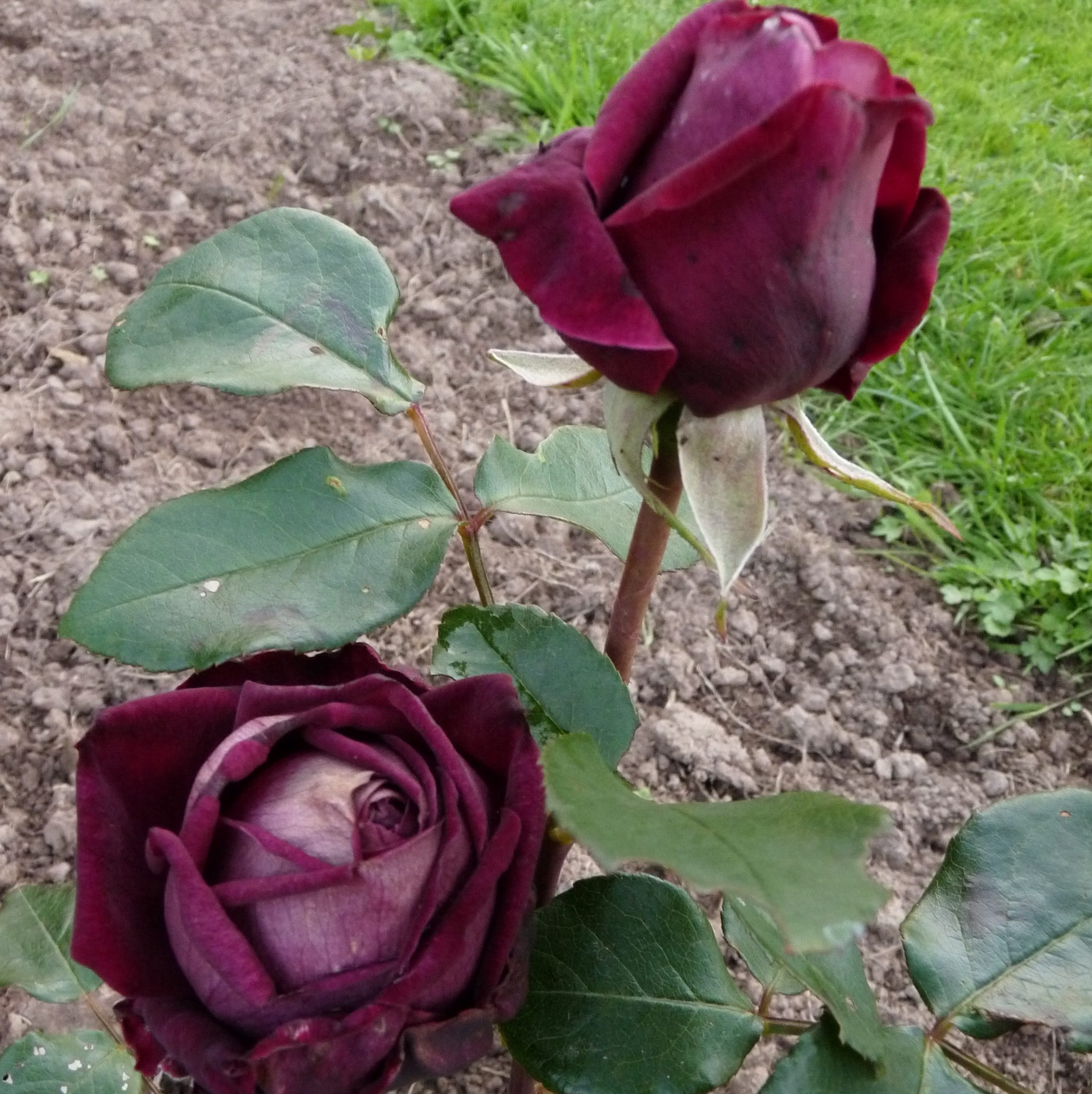 AUSvelvet – Bild 4