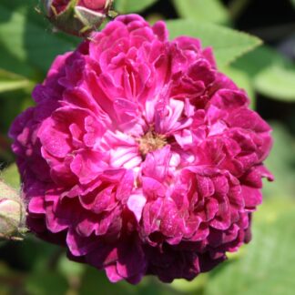 The Shell Rose