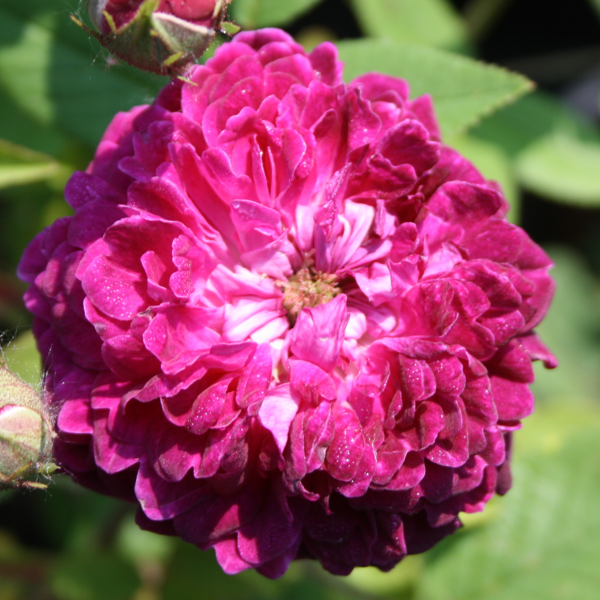 The Shell Rose
