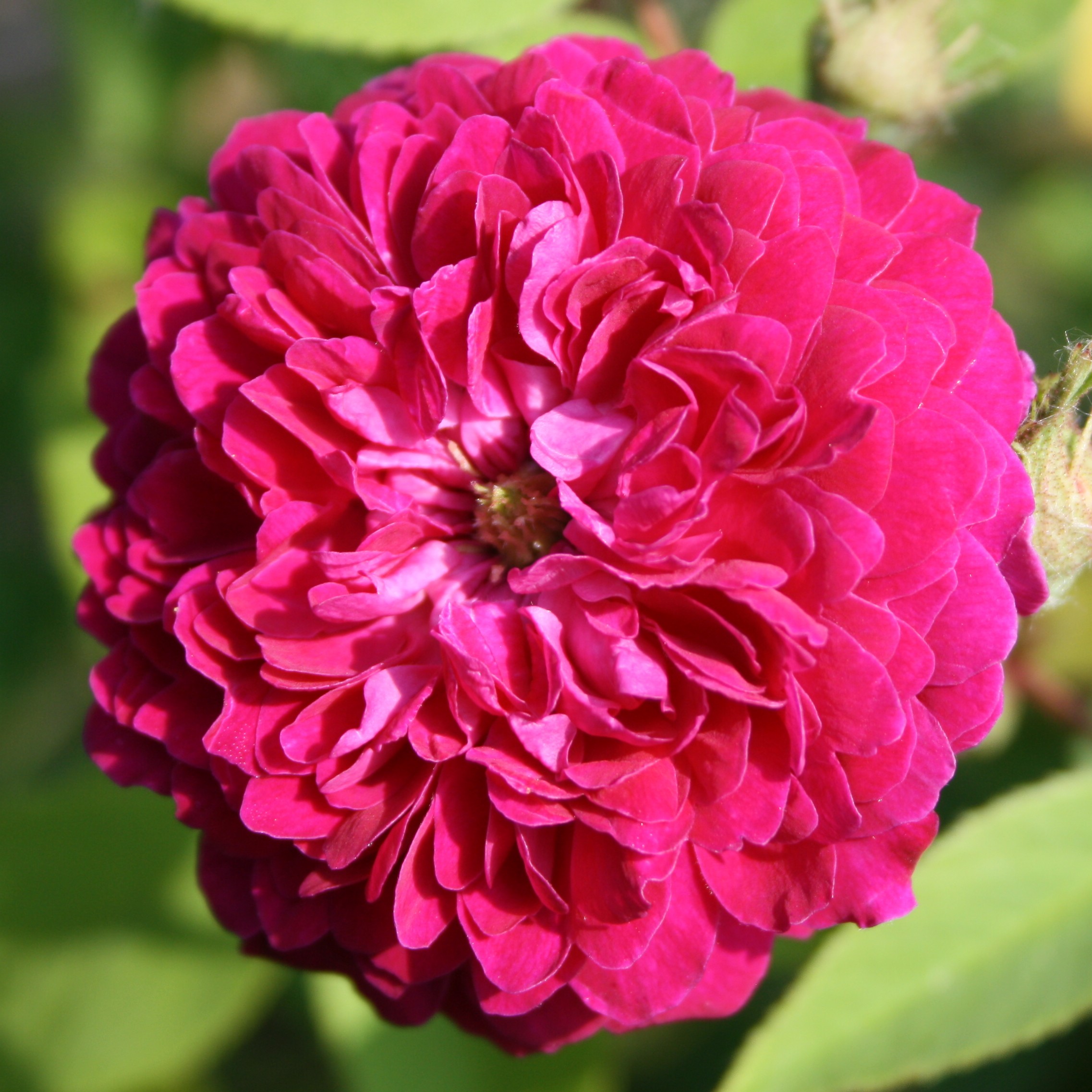 The Shell Rose – Bild 8