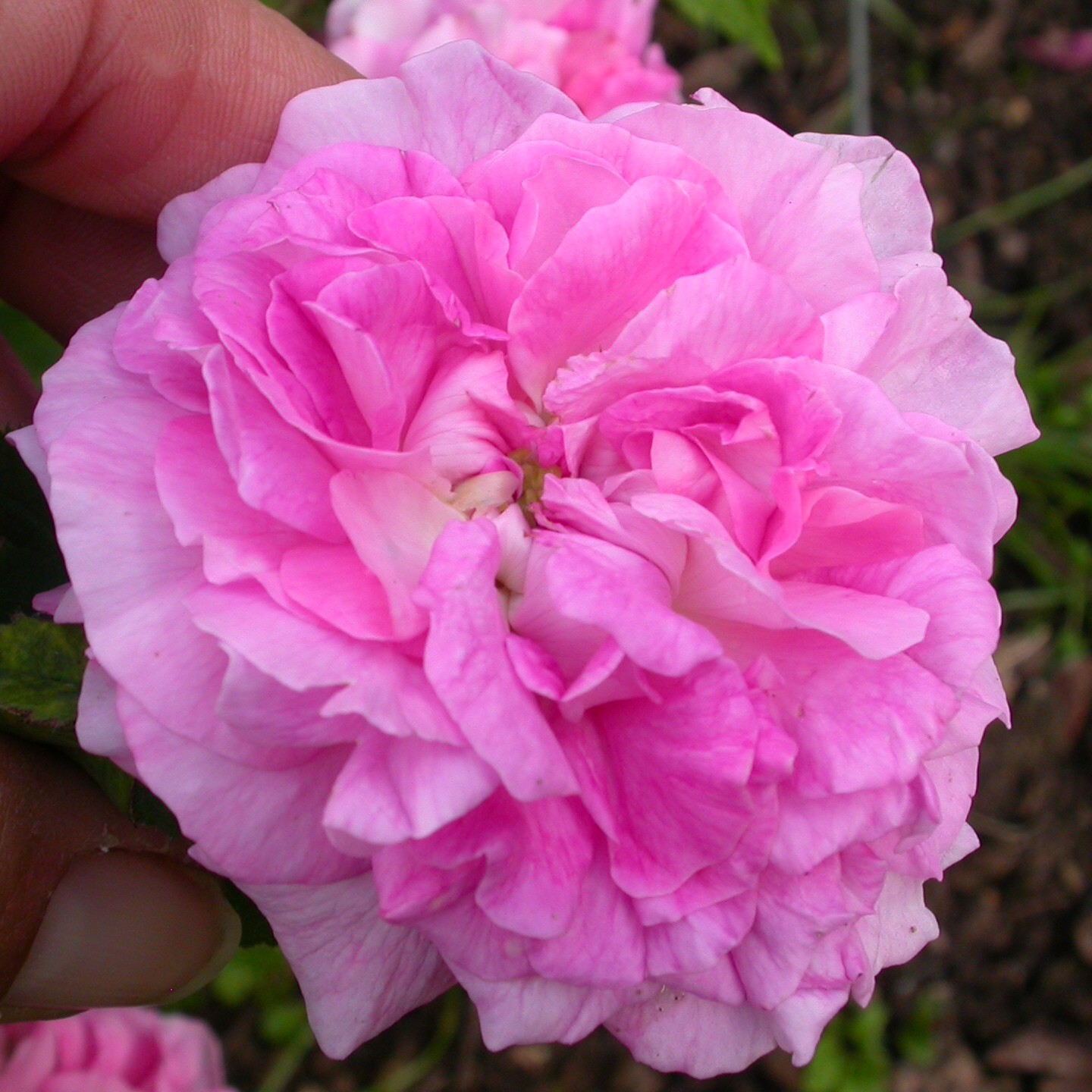 Töpfnerrose – Bild 2